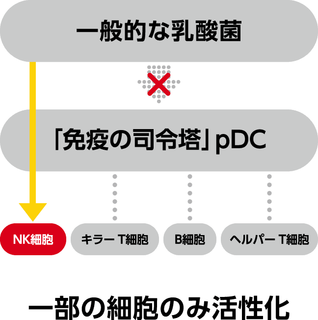 一般的な乳酸菌のメカニズム