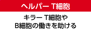 ヘルパーT細胞 キラーT細胞やB細胞の働きを助ける