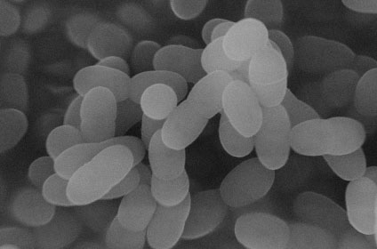 プラズマ乳酸菌イメージ
