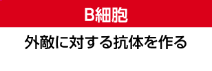 B細胞 外敵に対する抗体を作る