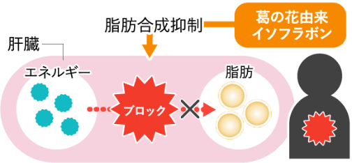 脂肪の合成抑制 図