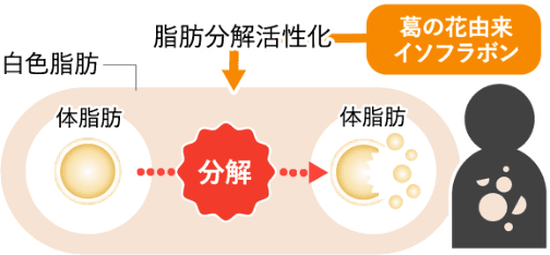 脂肪の分解促進 図