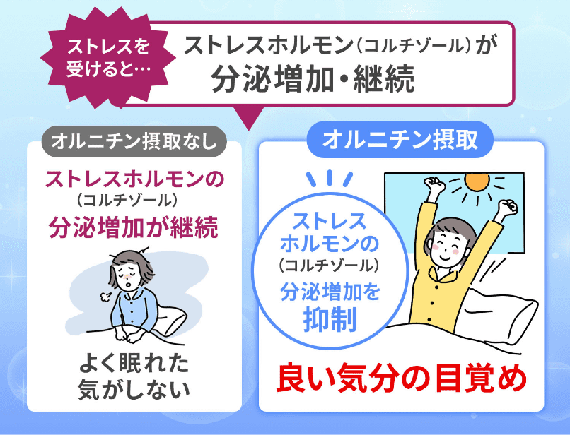 ストレスホルモン（コルチゾール）の分泌増加が継続 よく眠れた気がしない オルニチン摂取 ストレスホルモン（コルチゾール）の分泌増加を抑制！ 良い気分の目覚め！