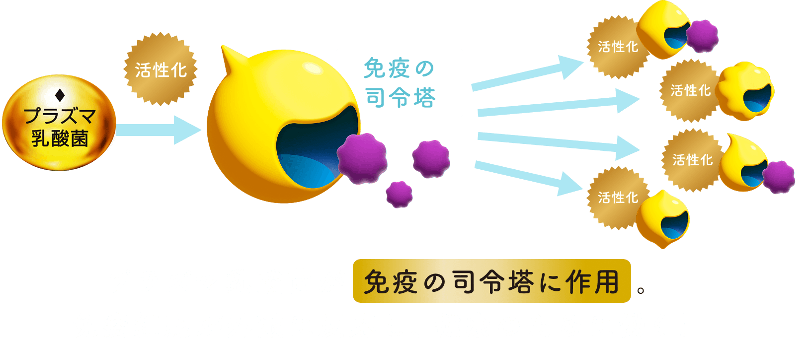 プラズマ乳酸菌が免疫の司令塔に作用。免疫細胞が外敵に反応し、健康のために働く！
