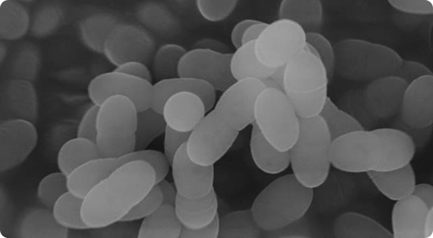 プラズマ乳酸菌のイメージ画像