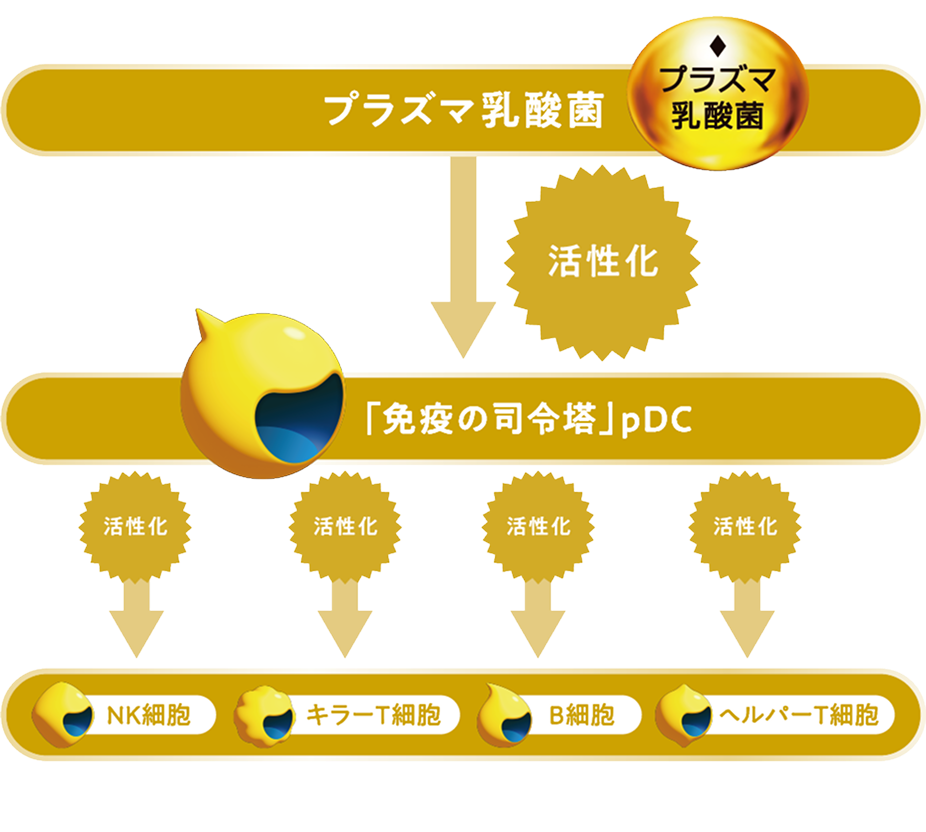 プラズマ乳酸菌が免疫細胞を活性化して免疫機能の維持をサポートする