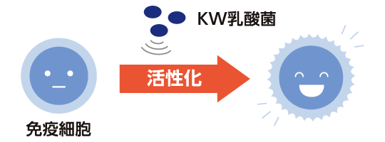 免疫細胞/KW乳酸菌/活性化