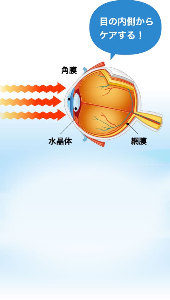 目の内側からケアする！