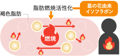 脂肪の燃焼促進 図