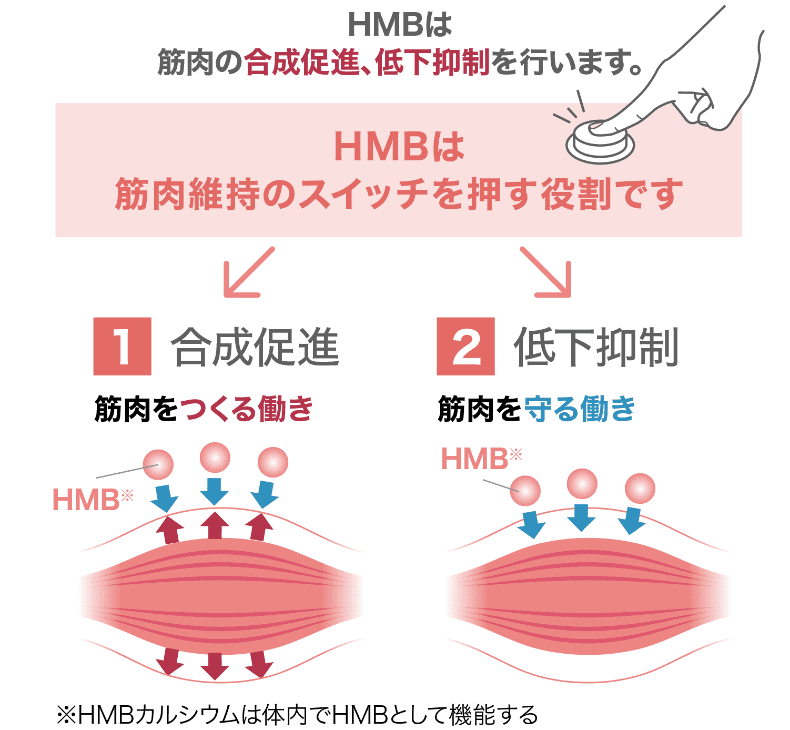 HMBは筋肉の合成促進、低下抑制を行います。HMBは筋肉維持のスイッチを押す役割です １合成促進 筋肉をつくる働き ２低下抑制 筋肉を守る働き ※HMBカルシウムは体内でHMBとして機能する
